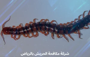  شركة مكافحة الحريش بالرياض 