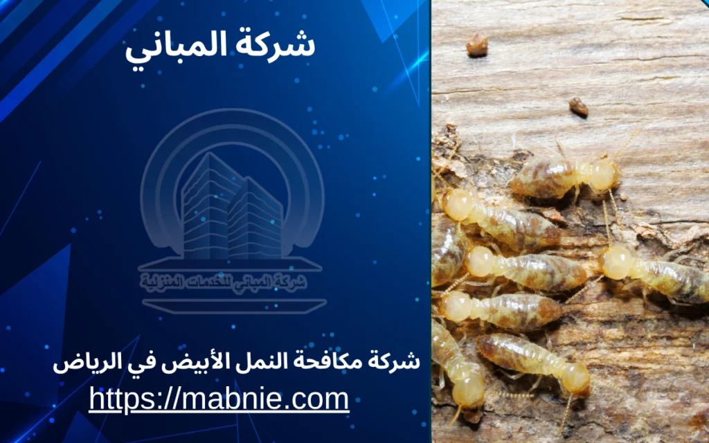 شركة مكافحة النمل الأبيض في الرياض