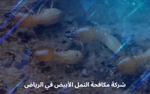شركة مكافحة النمل الأبيض في الرياض