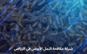 شركة مكافحة النمل الأبيض في الرياض