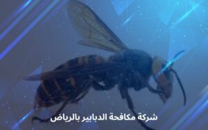 شركة مكافحة الدبابير بالرياض